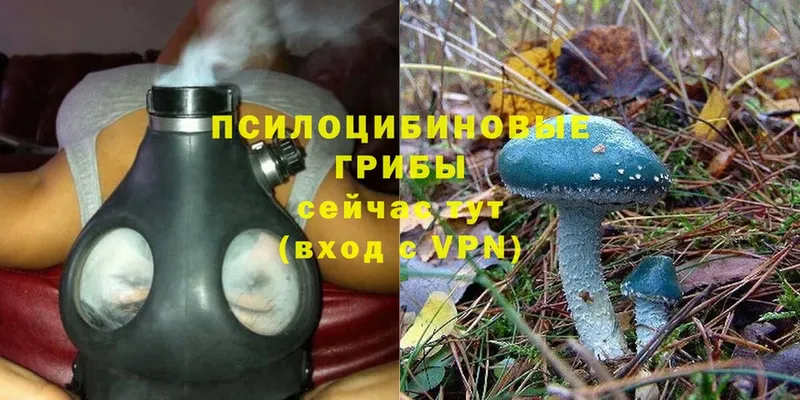 Псилоцибиновые грибы Psilocybe  хочу   Балтийск 